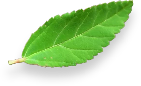 Hoja verde fresca utilizada como ingrediente aromático en preparaciones culinarias