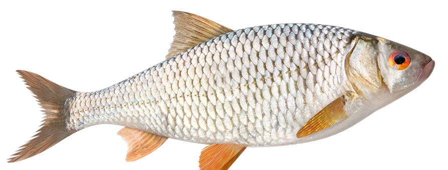 Imagen de un pescado fresco con fondo transparente, ideal para uso en menús o diseños gráficos.